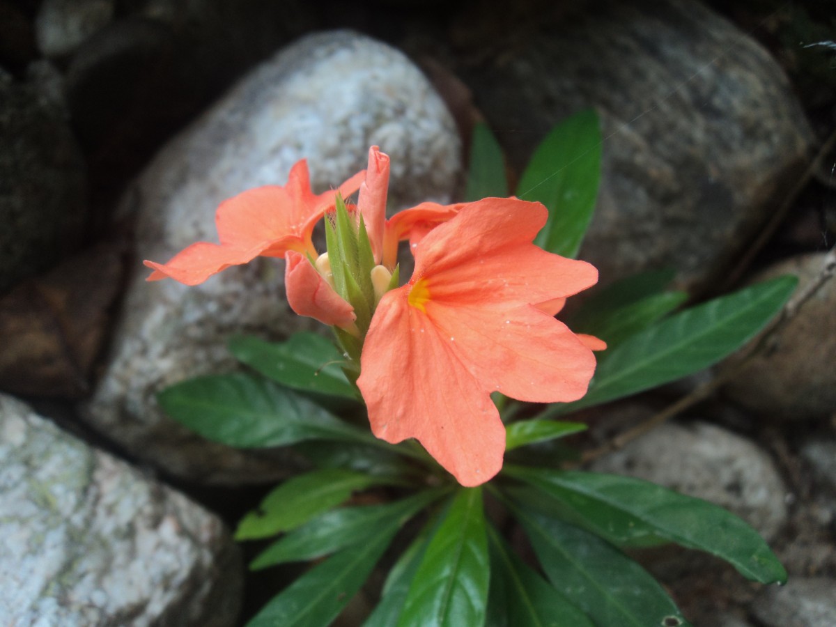 Crossandra infundibuliformis (L.) Nees